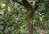 VISCUM ALBUM, MISTLETOE, ON APPLE TREE