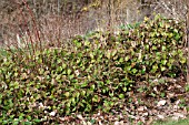 RUBUS TRICOLOR AS GROUND COVER
