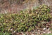 RUBUS TRICOLOR AS GROUND COVER