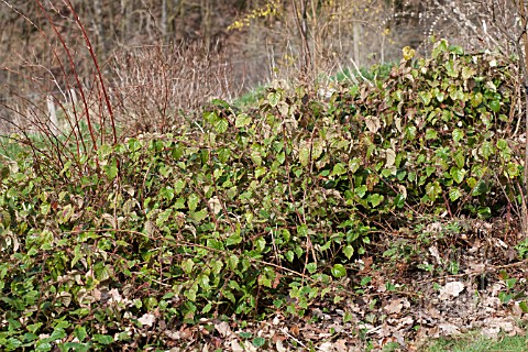 RUBUS_TRICOLOR_AS_GROUND_COVER