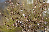 PRUNUS INCISA KOJO-NO-MAI