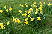 NARCISSUS TELAMONIUS PLENUS (VAN SION), DIV. 4 DAFFODIL