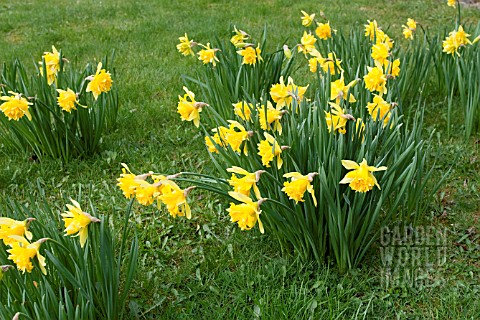 NARCISSUS_TELAMONIUS_PLENUS_VAN_SION_DIV_4_DAFFODIL