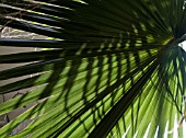 PATTERN OF SHADOWS ON PALM LEAVES