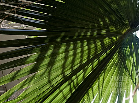 PATTERN_OF_SHADOWS_ON_PALM_LEAVES
