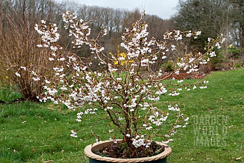 PRUNUS_INCISA_KOJONOMAI