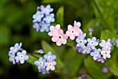 MYOSOTIS SYLVATICA