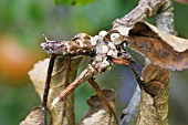 SPUR BLIGHT, SCLEROTINIA LAXA, ON APPLE LORD LAMBOURNE