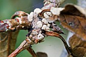 SPUR BLIGHT, SCLEROTINIA LAXA, ON APPLE LORD LAMBOURNE