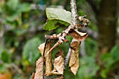 SPUR BLIGHT, SCLEROTINIA LAXA, ON APPLE LORD LAMBOURNE