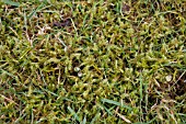 MOSS, RHYTIDIADELPHUS SQUARROSUS IN LAWN