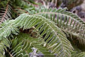 POLYSTICHUM SETIFERUM DAHLEM, IN FROST