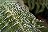 POLYSTICHUM SETIFERUM DAHLEM, IN FROST