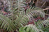 POLYSTICHUM SETIFERUM BEVIS, IN FROST