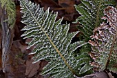 POLYSTICHUM SETIFERUM CONGESTUM GROUP, IN FROST