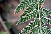 POLYSTICHUM SETIFERUM PERSERRATUM SCHRODER, IN FROST