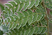 POLYSTICHUM SETIFERUM PERSERRATUM SCHRODER, IN FROST