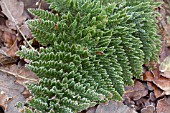 POLYSTICHUM SETIFERUM PLUMOSOMULTILOBUM GROUP, IN FROST