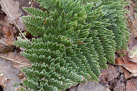 POLYSTICHUM_SETIFERUM_PLUMOSOMULTILOBUM_GROUP_IN_FROST