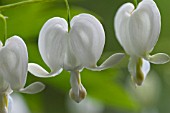 DICENTRA SPECTABILILS ALBA, CLOSE-UP OF FLOWERS