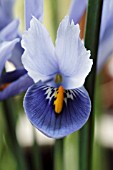 IRIS RETICULATA CANTAB