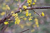 CORNUS OFFICINALIS