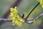 CORNUS OFFICINALIS