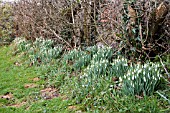 GALANTHUS NIVALIS, SNOWDROPS, IN HEDGE BOTTOM