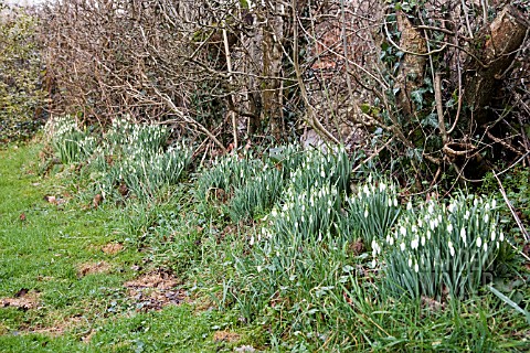 GALANTHUS_NIVALIS_SNOWDROPS_IN_HEDGE_BOTTOM