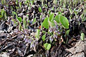 TRACHYSTEMON ORIENTALE IN FLOWER