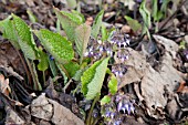 TRACHYSTEMON ORIENTALE IN FLOWER