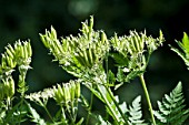 MYRRHIS ODORATA, SWEET CICELY IN FRUIT