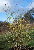 CORNUS OFFICINALIS