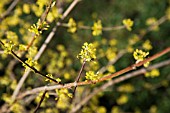 CORNUS OFFICINALIS