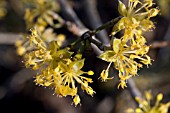 CORNUS OFFICINALIS IN FLOWER