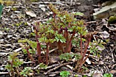 DICENTRA SPECTABILIS, FOLIAGE IN EARLY SPRING