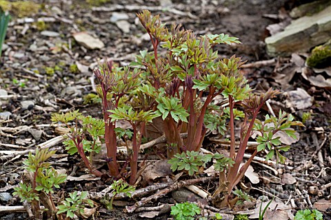 DICENTRA_SPECTABILIS_FOLIAGE_IN_EARLY_SPRING