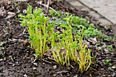 DICENTRA SPECTABILIS ALBA, FOLIAGE IN EARLY SPRING