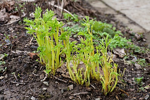 DICENTRA_SPECTABILIS_ALBA_FOLIAGE_IN_EARLY_SPRING