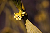 VISCUM ALBUM, MISTLETOE, MALE FLOWERS