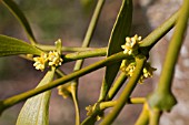 VISCUM ALBUM, MISTLETOE, MALE FLOWERS