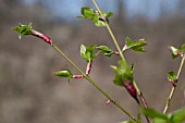 EUONYMUS PLANIPES, YOUNG FOLIAGE IN SPRING