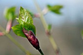 EUONYMUS PLANIPES, YOUNG FOLIAGE IN SPRING