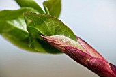 EUONYMUS PLANIPES, YOUNG FOLIAGE IN SPRING