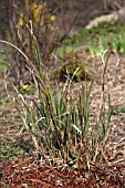 MISCANTHUS SINENSIS AFTER CUTTING BACK IN MARCH