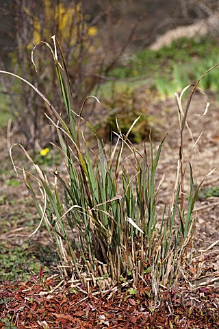 MISCANTHUS_SINENSIS_AFTER_CUTTING_BACK_IN_MARCH