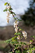 RIBES ODORATUM WHITE ICICLE