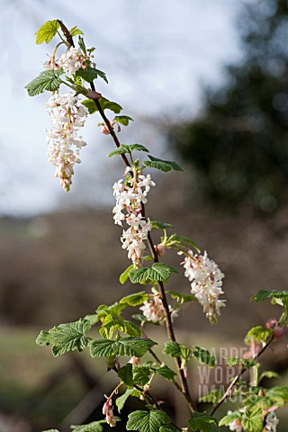 RIBES_ODORATUM_WHITE_ICICLE