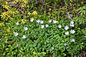 ANEMONE NEMOROSA BOWLESS MAUVE WOOD ANEMONE