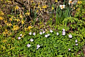 ANEMONE NEMOROSA BOWLESS MAUVE WOOD ANEMONE